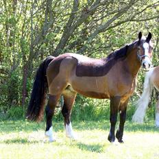 Welsh Cob (sec D) Dortealyst Omikroen