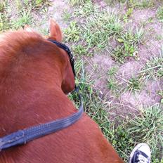 Anden særlig race Fireball VSR tidligere part