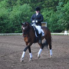 Dansk Varmblod Ocean