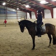 Tysk Sportspony Capper