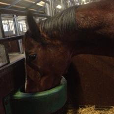 Dansk Varmblod Amarilla