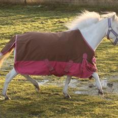 Amerikansk Miniature Paradise Ranch Inkys Pearl Jam