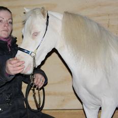 Amerikansk Miniature Paradise Ranch Inkys Pearl Jam