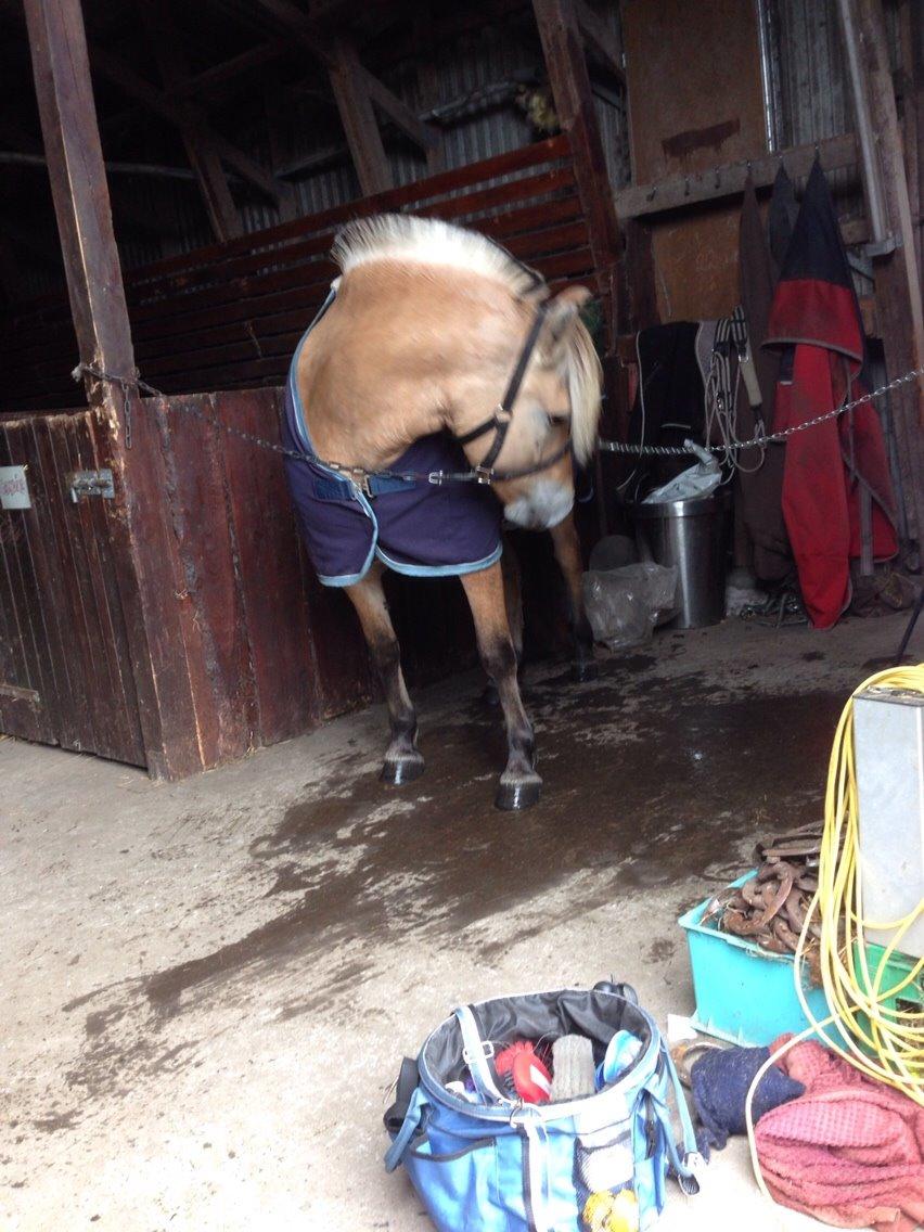 Fjordhest Højgårds Hilva billede 7