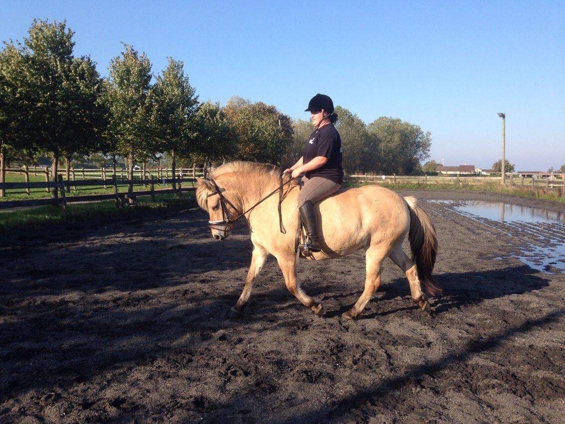 Fjordhest Højgårds Hilva billede 6