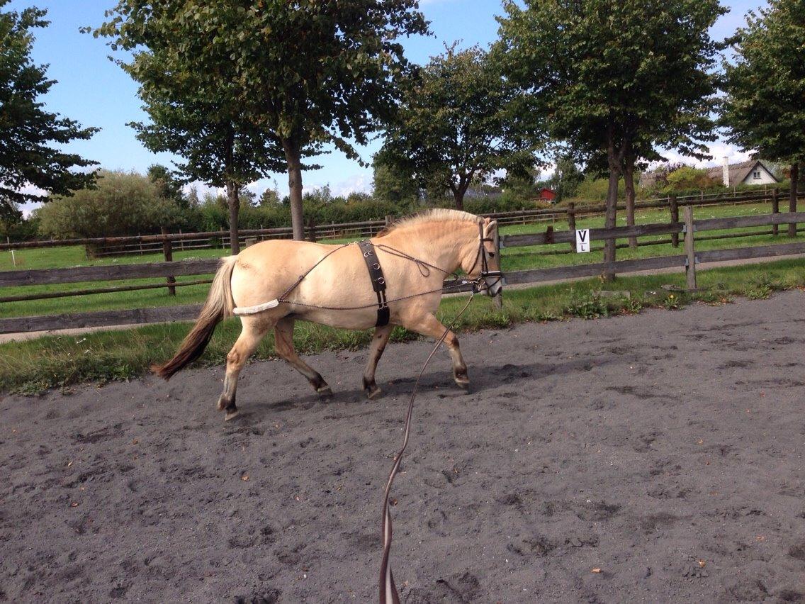 Fjordhest Højgårds Hilva billede 9