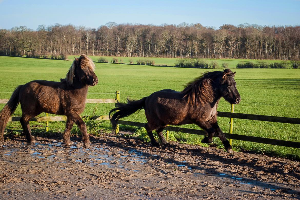 Islænder Ganti - Ganti løsspringer sammen med Gleipnir, og viser vejen frem. Det var Gleipnirs første gang :) billede 17