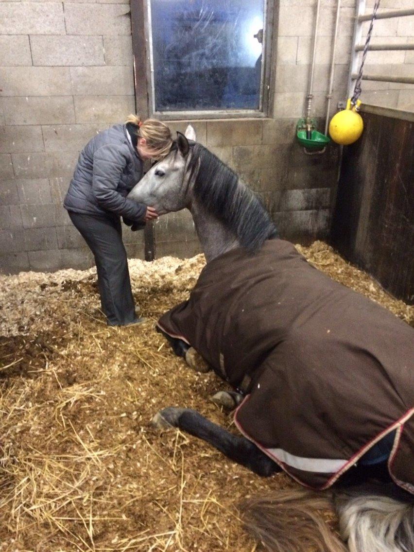 Pura Raza Española Tiento Yet billede 2