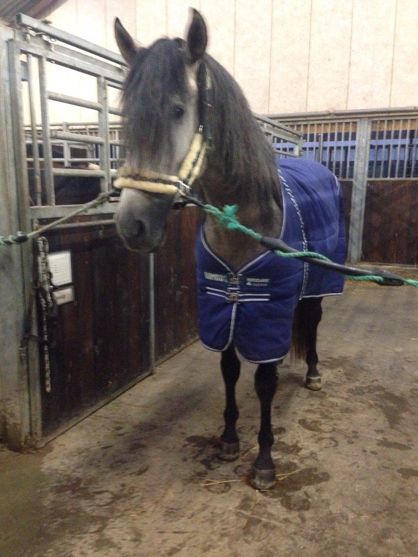 Pura Raza Española Tiento Yet billede 3