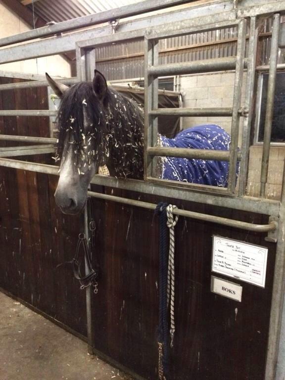 Pura Raza Española Tiento Yet billede 20