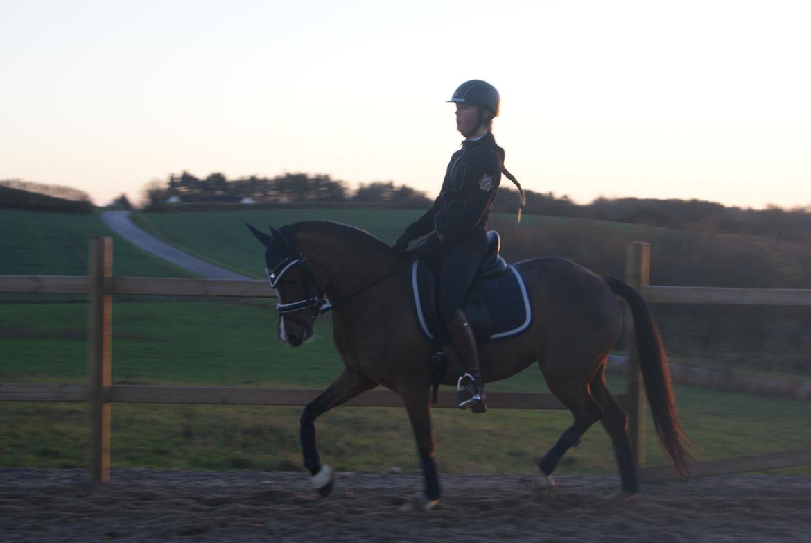 Welsh Partbred (Sec F) Katrinebjergs Ronja   A-pony - Træning herhjemme d. 6. december 2014 billede 18