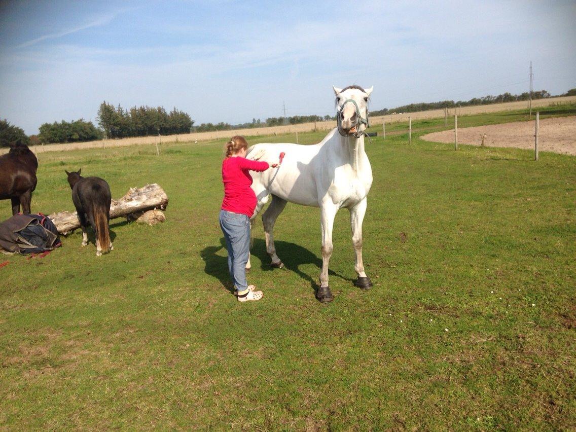 Dansk Varmblod catano billede 19