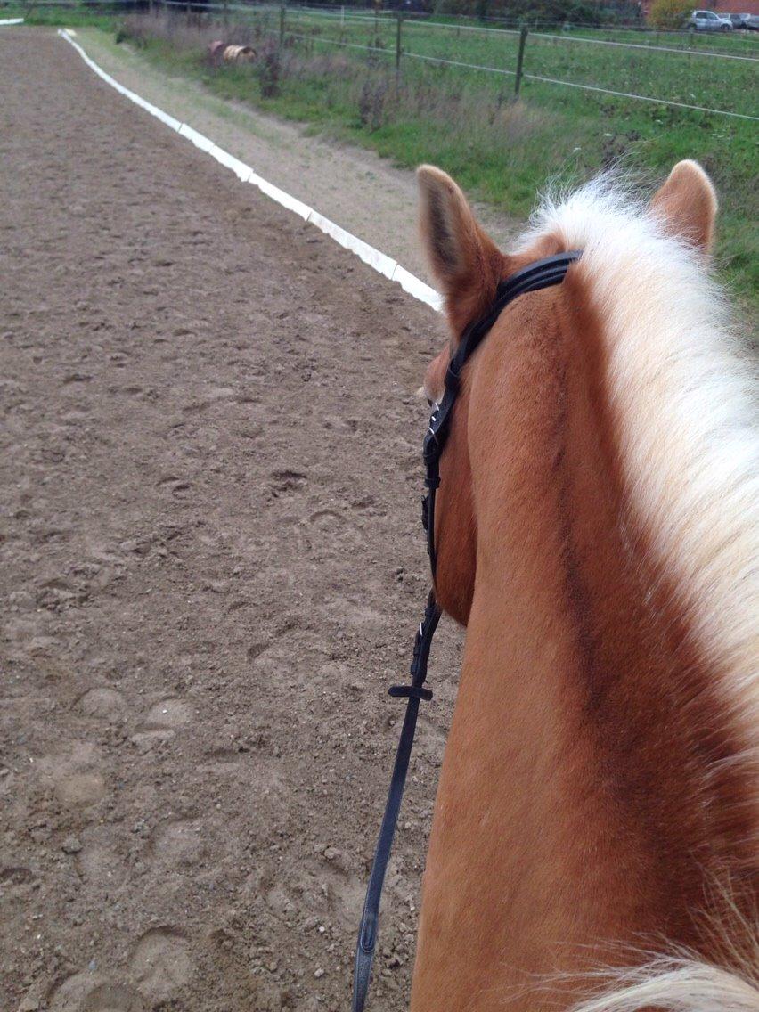 Tyroler Haflinger Higeta billede 12