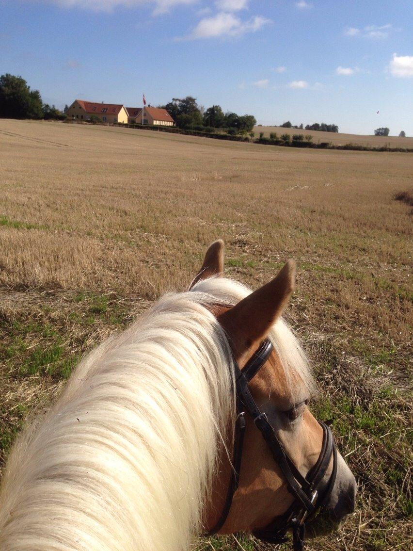 Tyroler Haflinger Higeta billede 13