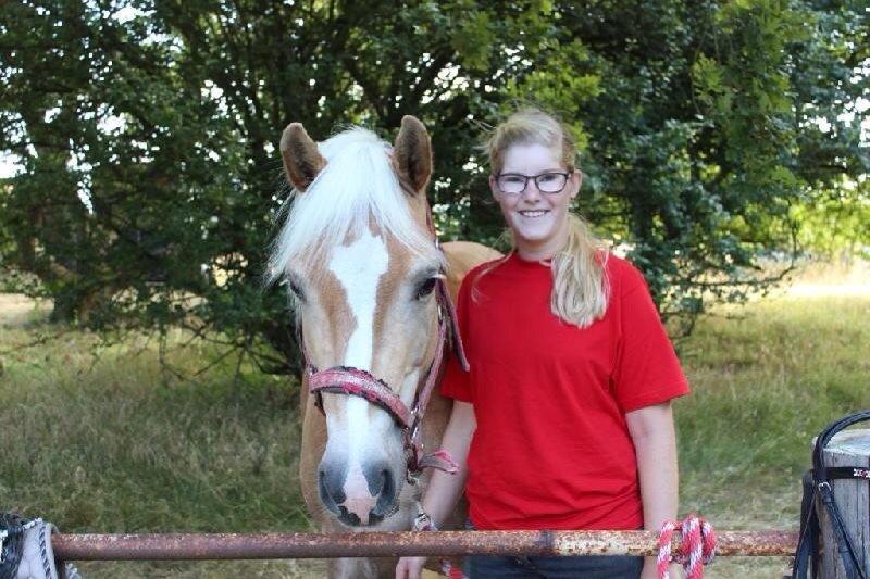 Tyroler Haflinger Higeta billede 16