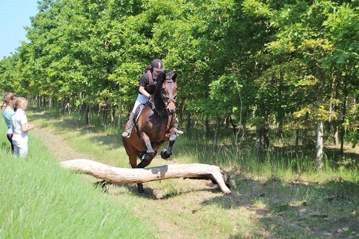 Hannoveraner Lennox 6 billede 6