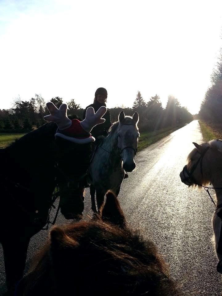 Hannoveraner Lennox 6 billede 17