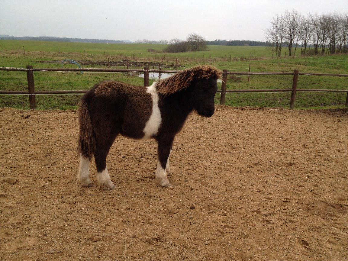 Islænder Ófeigur fra Bakkegården ll - I smile when I catch god watching me trough the eyes of a horse billede 14