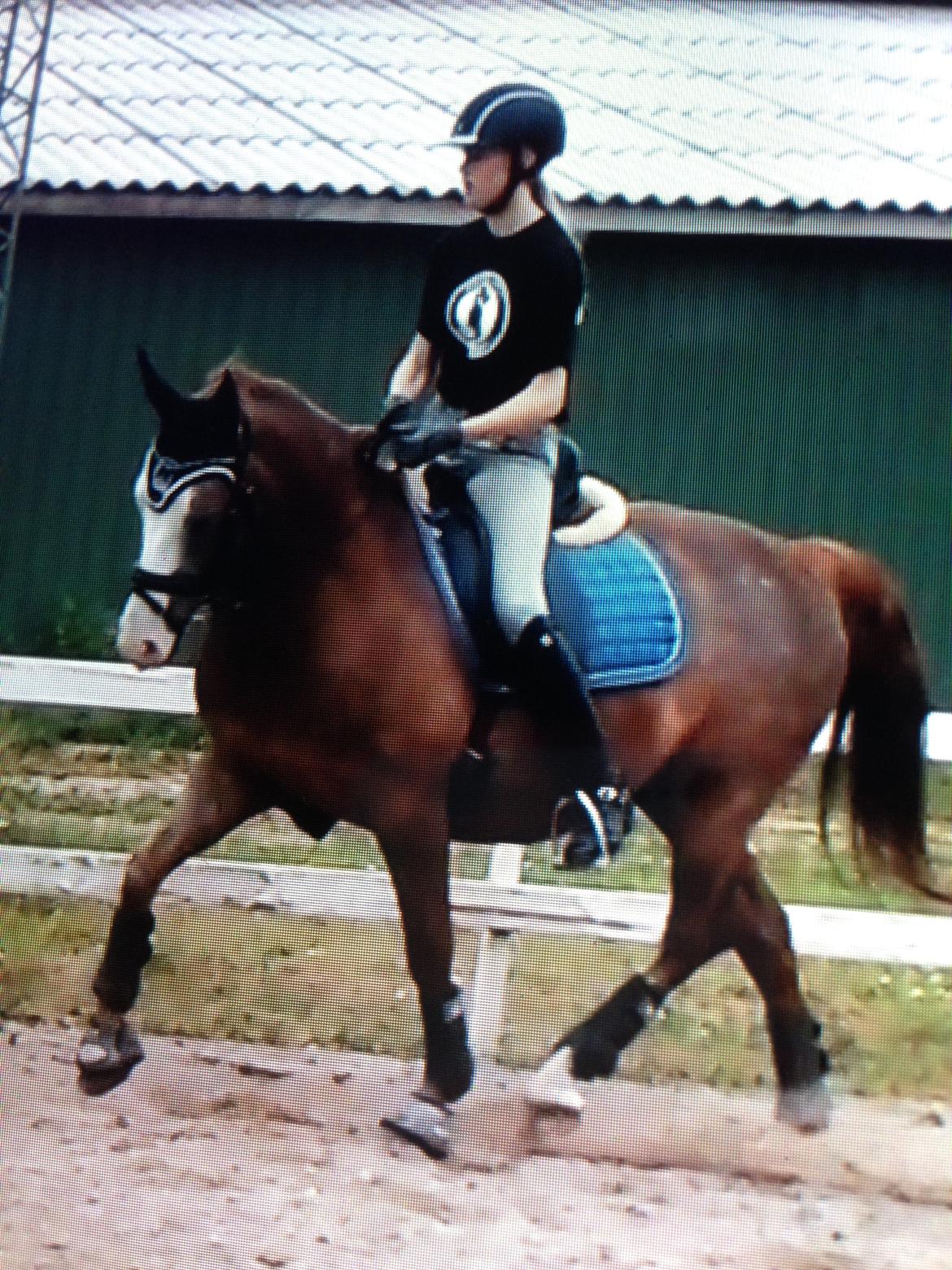 DSP Egegårdens Dacapo billede 10