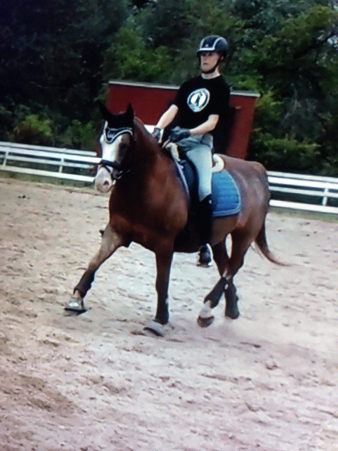 DSP Egegårdens Dacapo billede 11