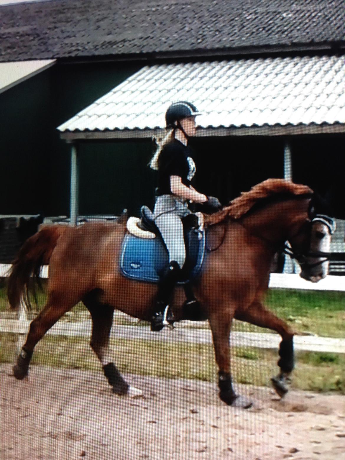 DSP Egegårdens Dacapo billede 12