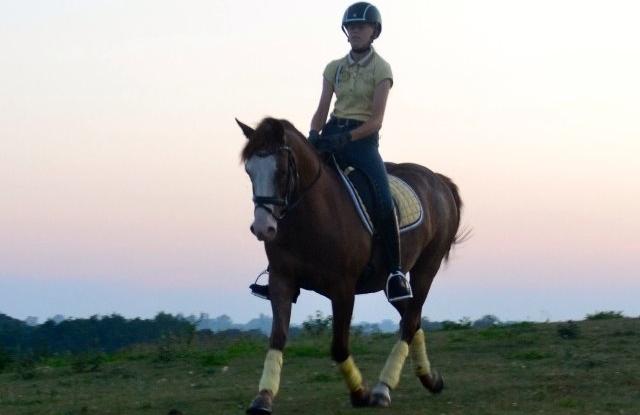 DSP Egegårdens Dacapo billede 6