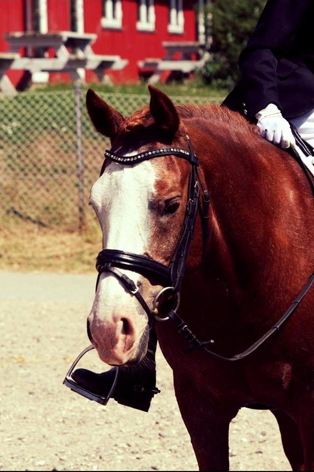 DSP Egegårdens Dacapo billede 9