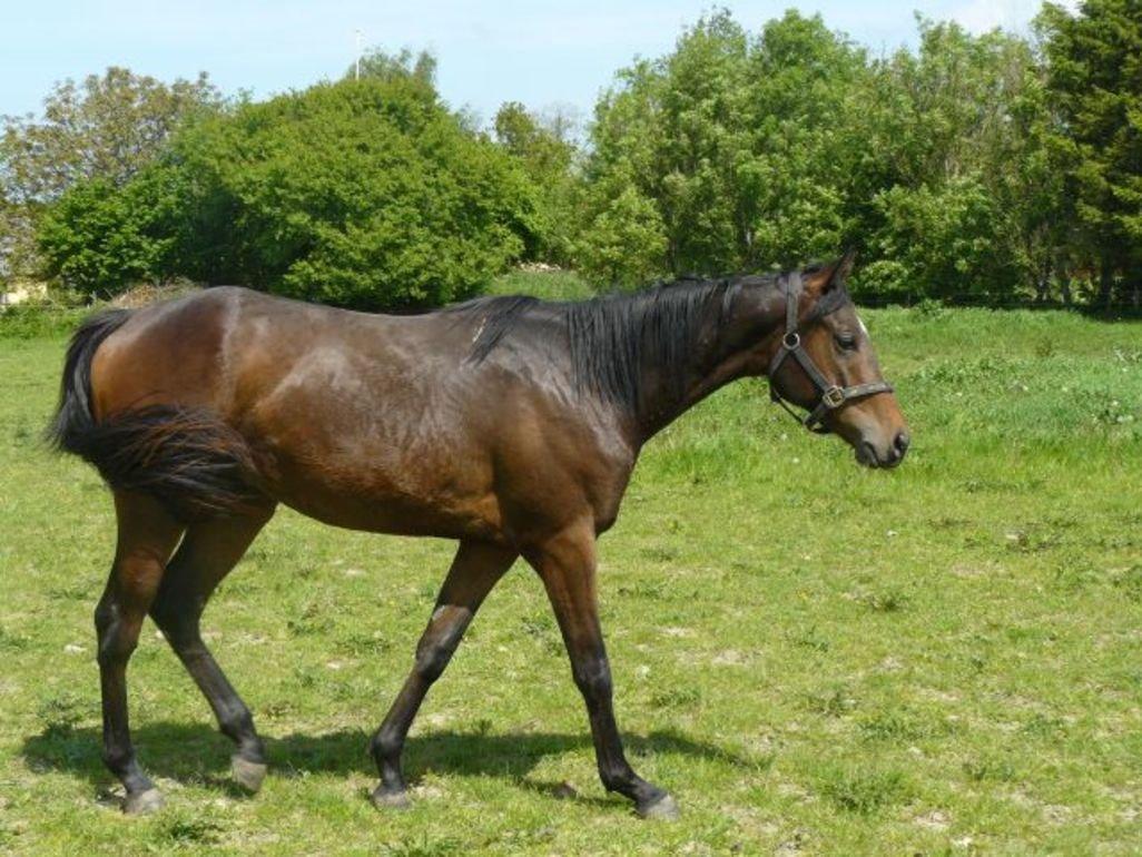 Fuldblod (XX) Hedin´s Il Divo R.I.P. - Divo som 2-års billede 2