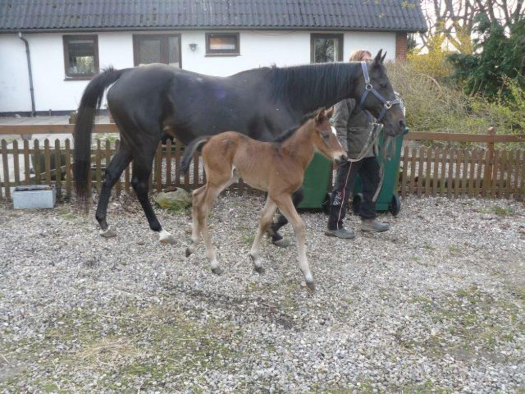 Fuldblod (XX) Hedin´s Il Divo R.I.P. - Divo som føl billede 3