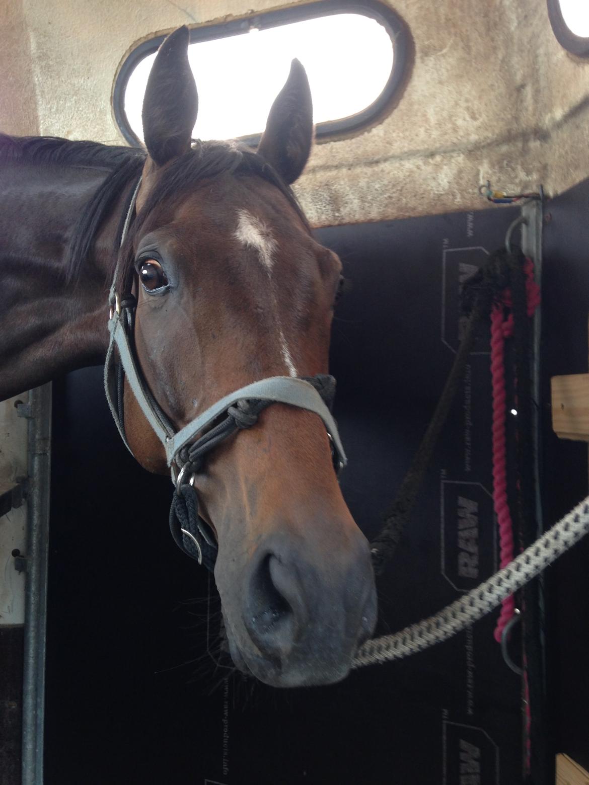 Fuldblod (XX) Hedin´s Il Divo R.I.P. - Divo på vej til handelsundersøgelse d.3/7-14 billede 4