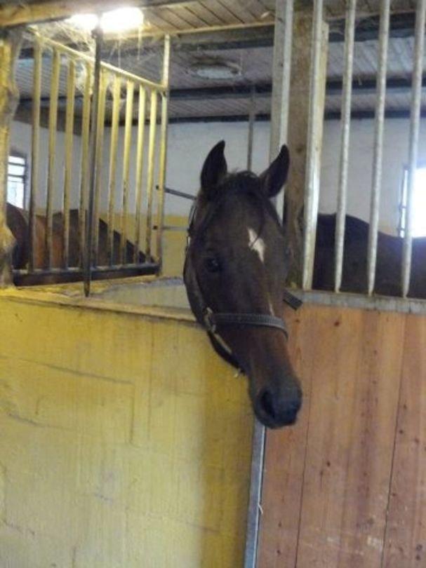 Fuldblod (XX) Hedin´s Il Divo R.I.P. - Divo  som 2-års billede 1