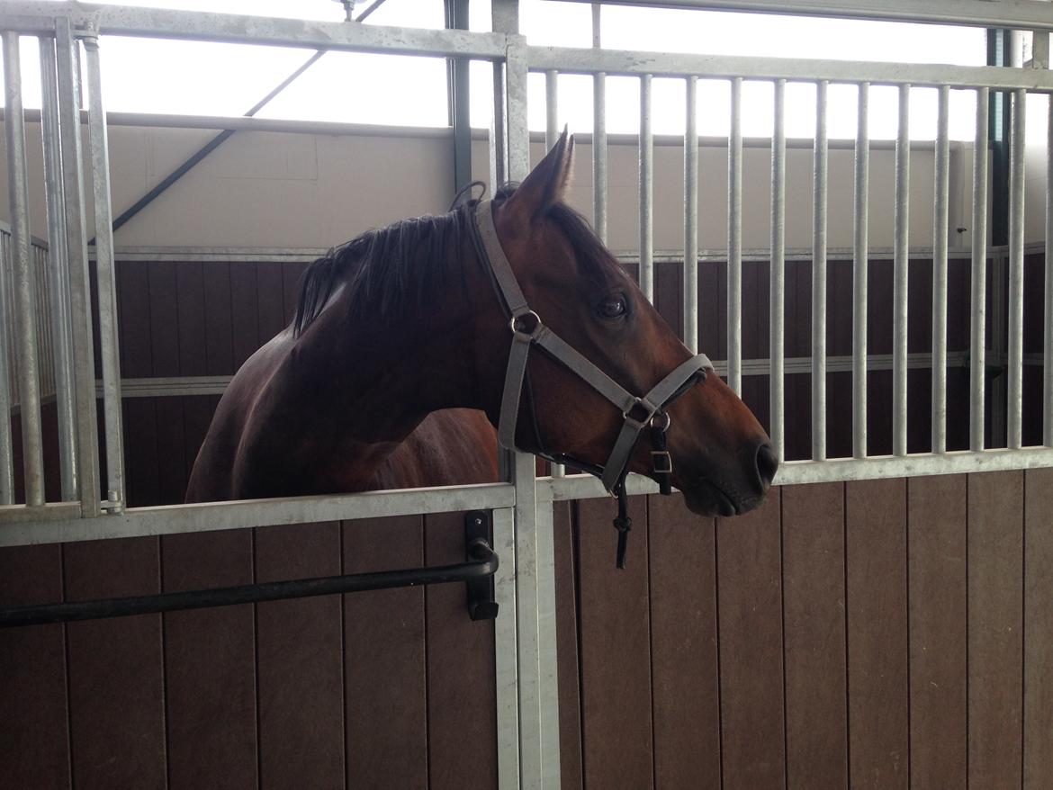 Fuldblod (XX) Hedin´s Il Divo R.I.P. - Divo til handelsundersøgelse d.3/7-14 billede 6