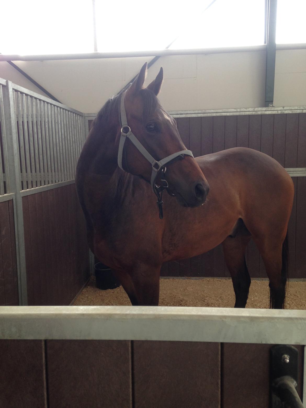 Fuldblod (XX) Hedin´s Il Divo R.I.P. - Divo til handelsundersøgelse d.3/7-14 billede 7