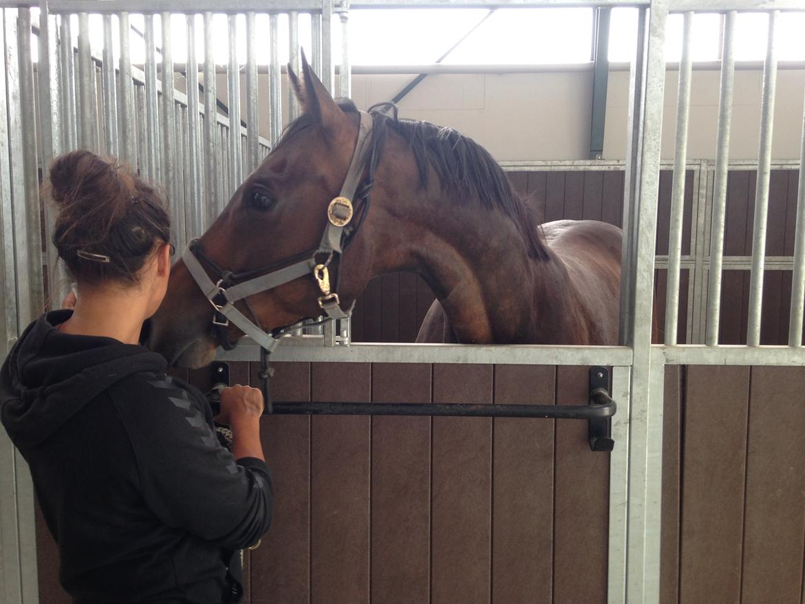 Fuldblod (XX) Hedin´s Il Divo R.I.P. - Divo til handelsundersøgelse d.3/7-14 billede 5