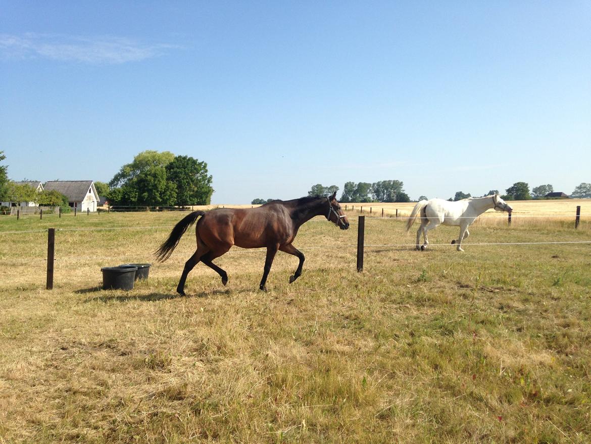 Fuldblod (XX) Hedin´s Il Divo R.I.P. - Divo ankommet derhjemme billede 9