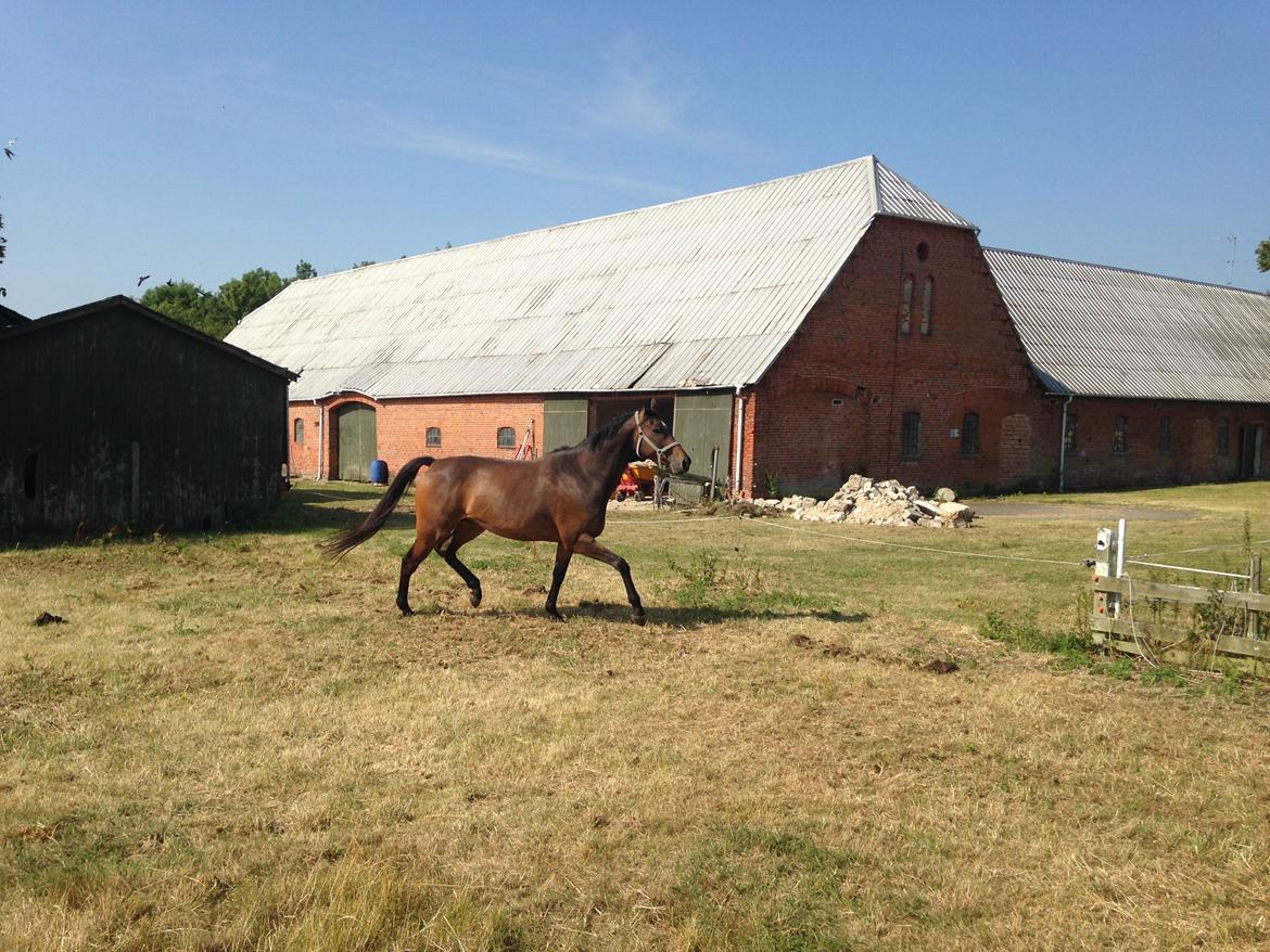 Fuldblod (XX) Hedin´s Il Divo R.I.P. - Divo netop hjemkommet billede 10