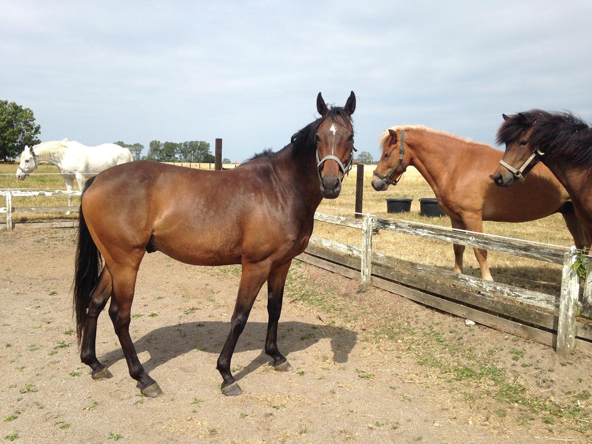 Fuldblod (XX) Hedin´s Il Divo R.I.P. - Divo hjemme på ridebanen i Juli 2014 billede 8