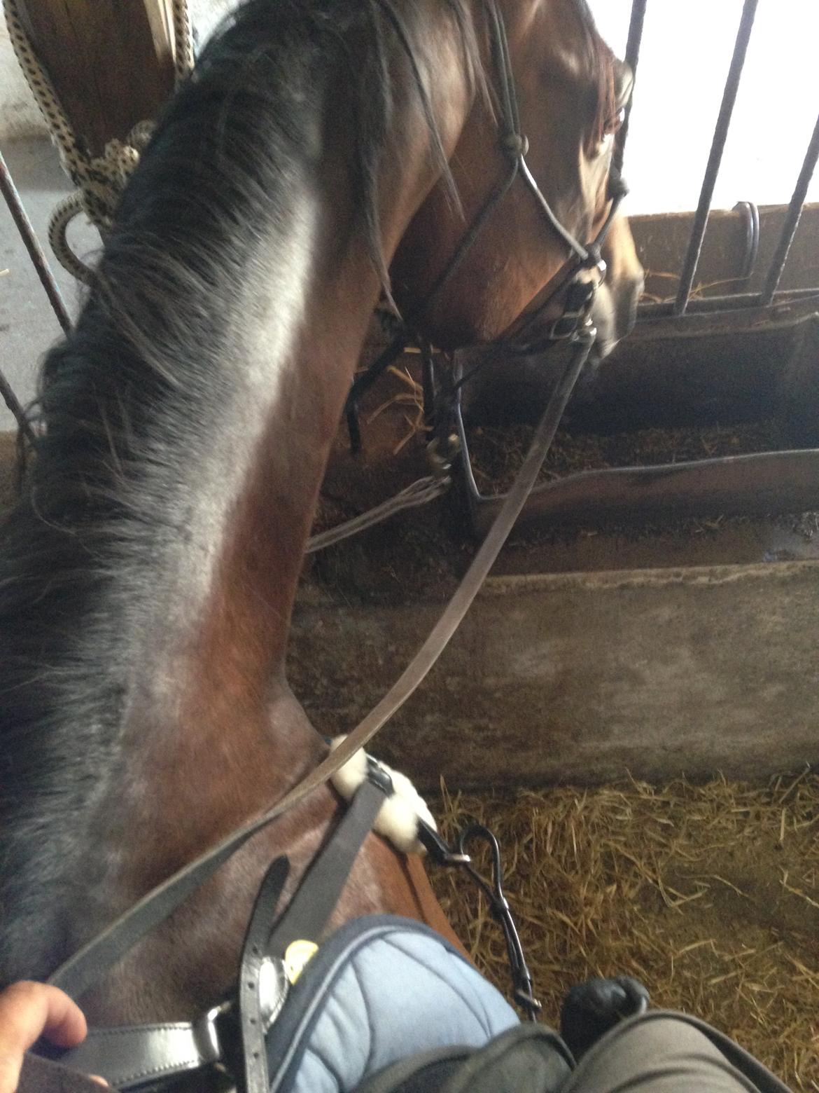 Fuldblod (XX) Hedin´s Il Divo R.I.P. - 25/7--14. Første gang Divo har rytter på! billede 12