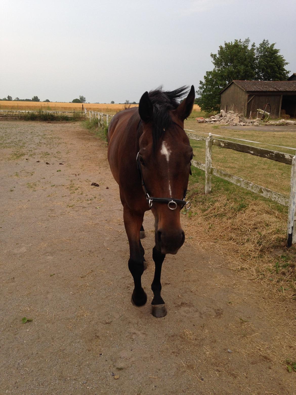 Fuldblod (XX) Hedin´s Il Divo R.I.P. - Divo efter jordtræning august 2014 billede 11