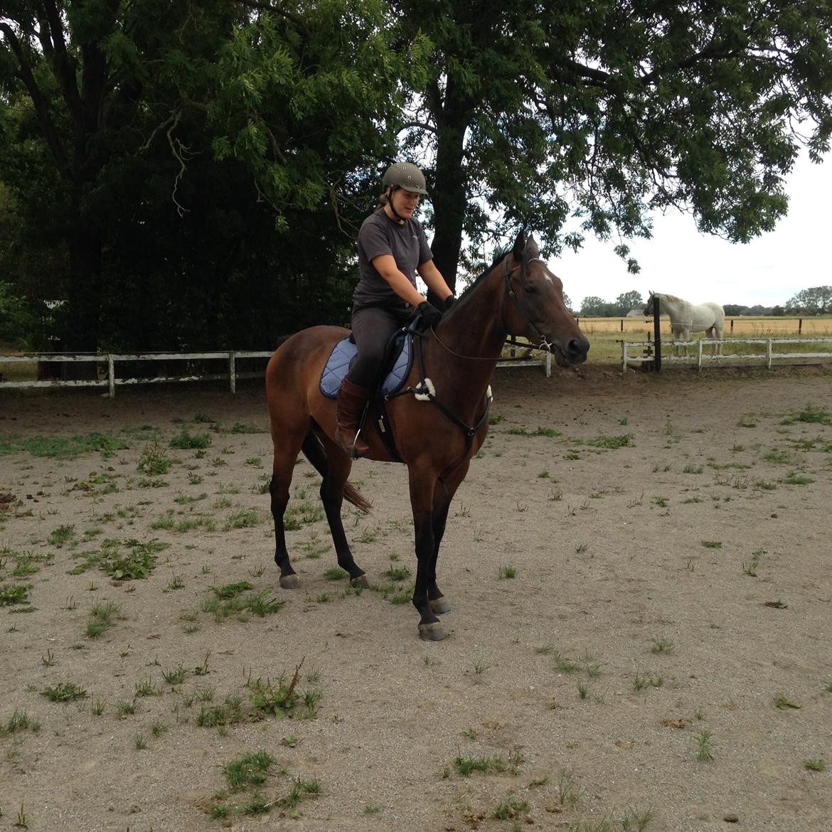 Fuldblod (XX) Hedin´s Il Divo R.I.P. billede 14