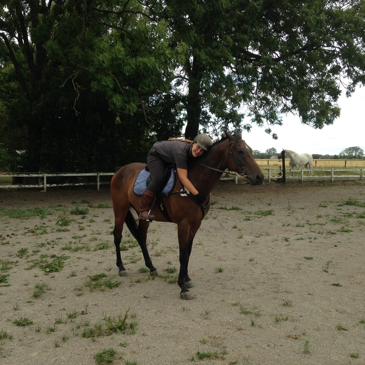 Fuldblod (XX) Hedin´s Il Divo R.I.P. - Så er vi kommet ud på banen med mig på August 2014 billede 13