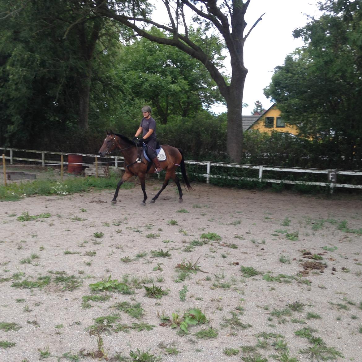 Fuldblod (XX) Hedin´s Il Divo R.I.P. - August 2014. Divo´s første trav med rytter på og han er superdygtig til at "gå til ridning"! billede 15