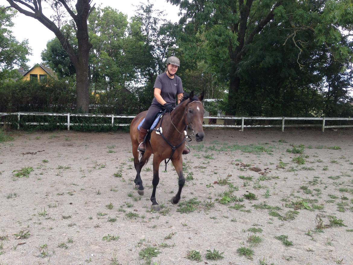 Fuldblod (XX) Hedin´s Il Divo R.I.P. - August 2014. Divo´s første trav med rytter på og han er superdygtig til at "gå til ridning"! billede 16