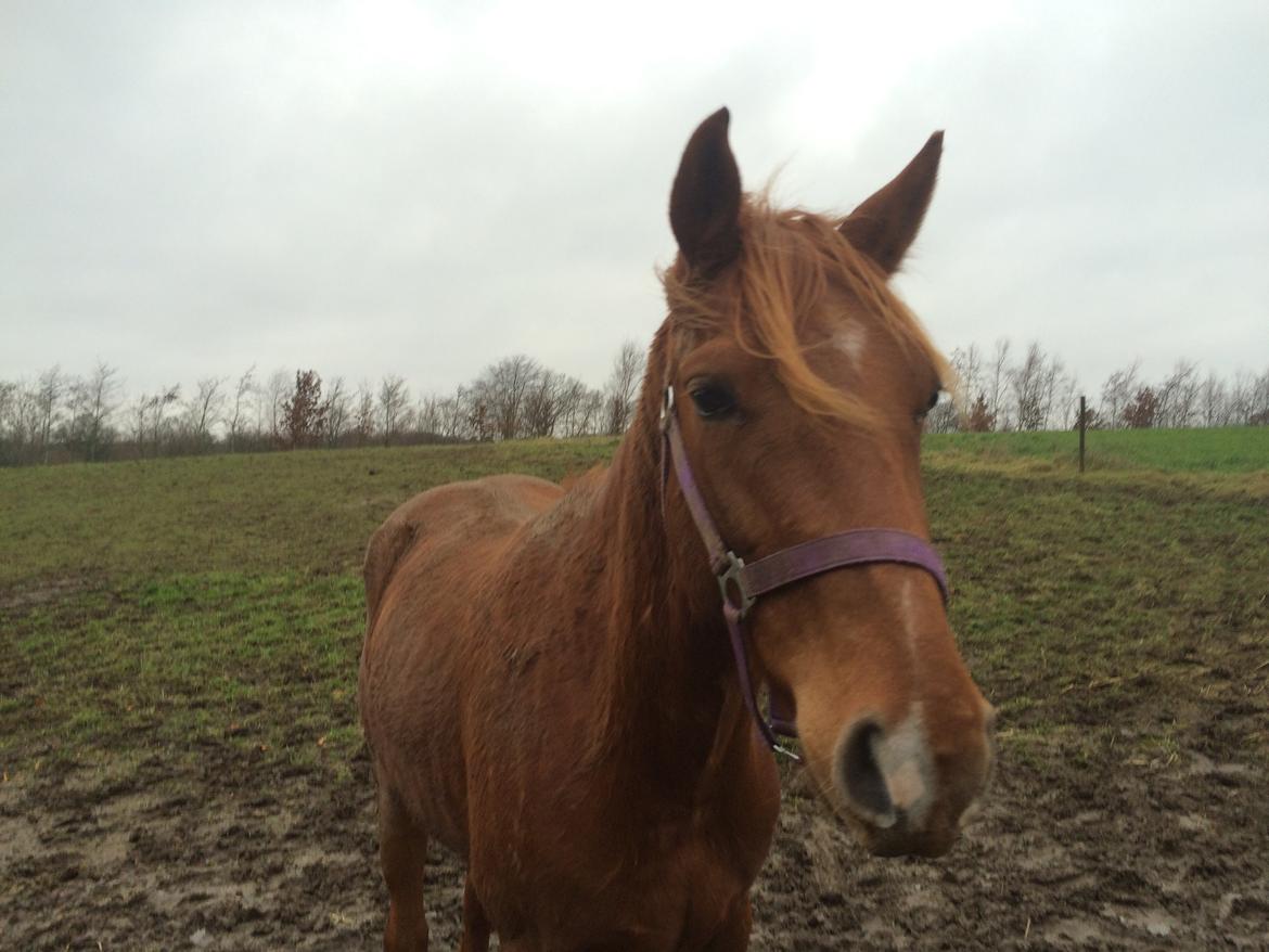 Welsh Partbred (Sec F) Aastrupgaards Ask billede 7