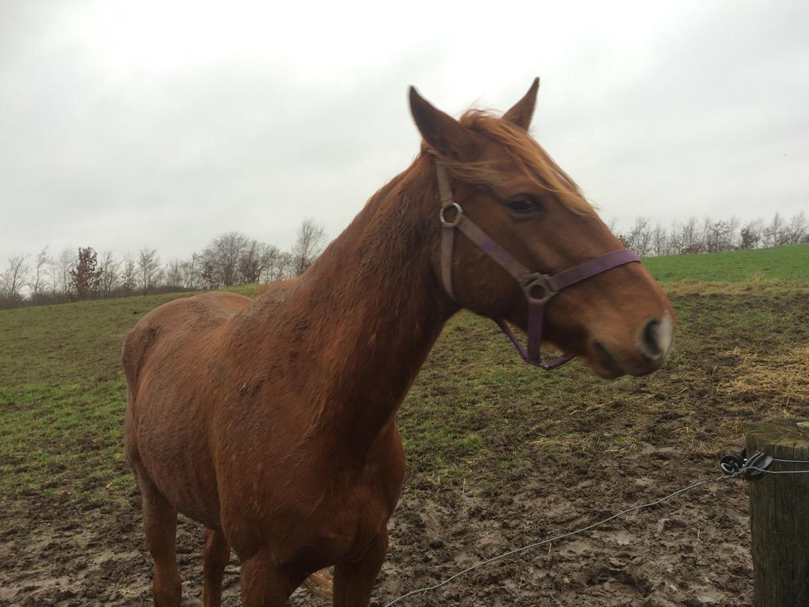 Welsh Partbred (Sec F) Aastrupgaards Ask billede 12