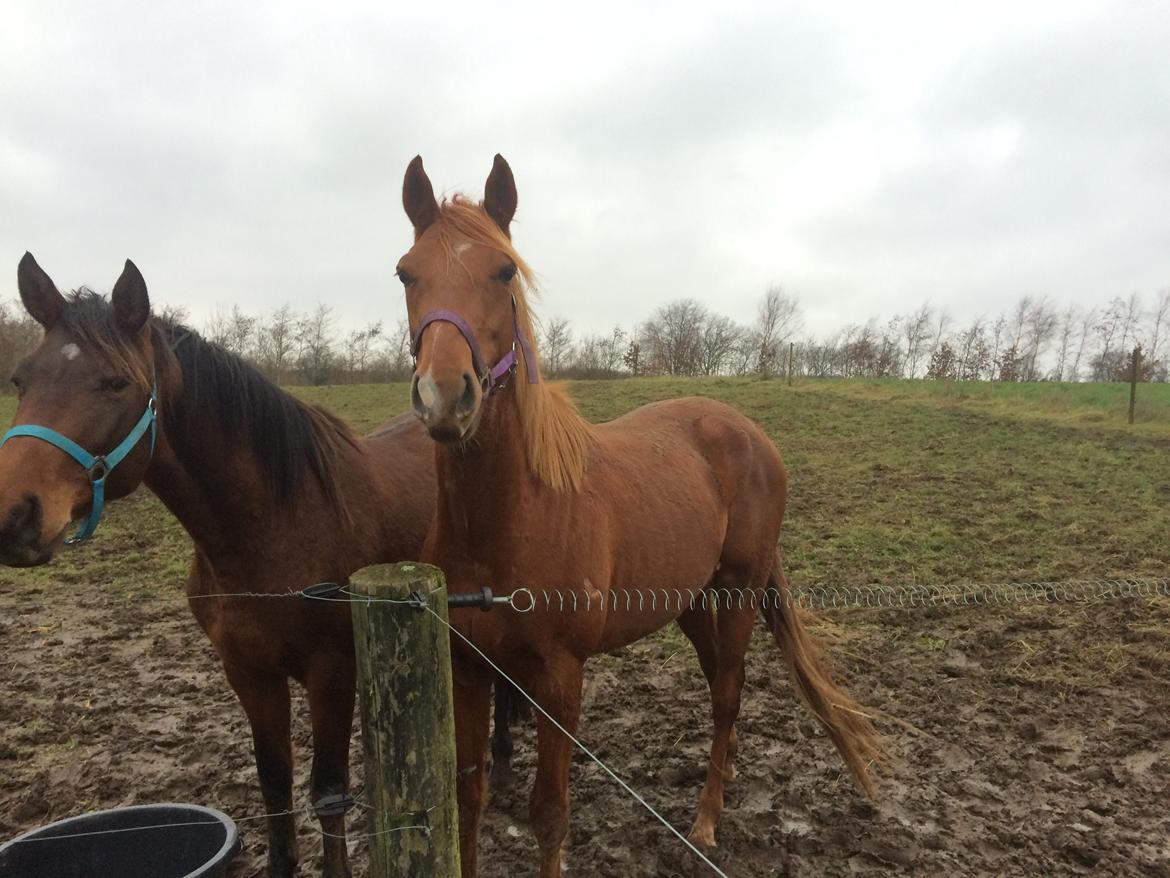 Welsh Partbred (Sec F) Aastrupgaards Ask billede 14