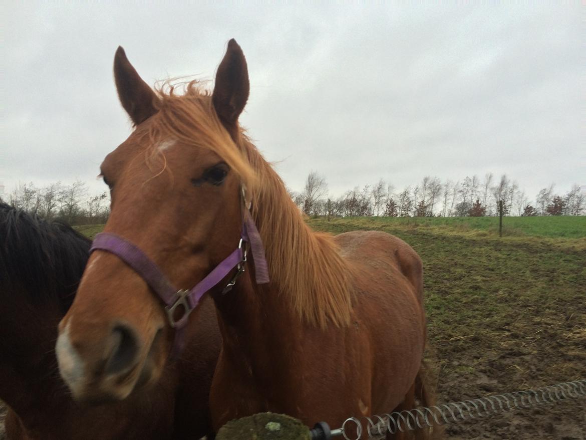 Welsh Partbred (Sec F) Aastrupgaards Ask billede 21