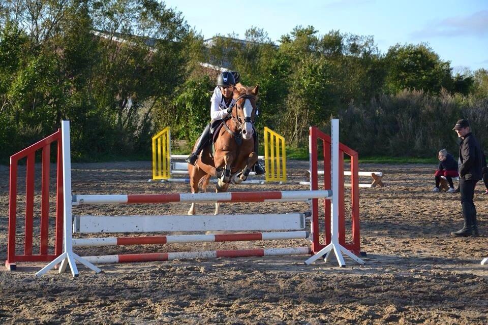 Anglo Araber (AA) Khalit billede 18