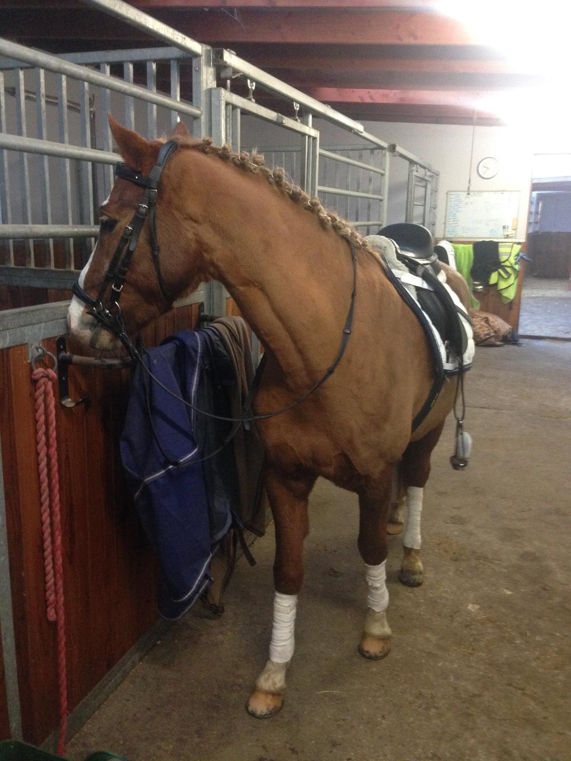 Welsh Partbred (Sec F) Ørsteds Carpaccio - Trætte Pølse :P billede 12