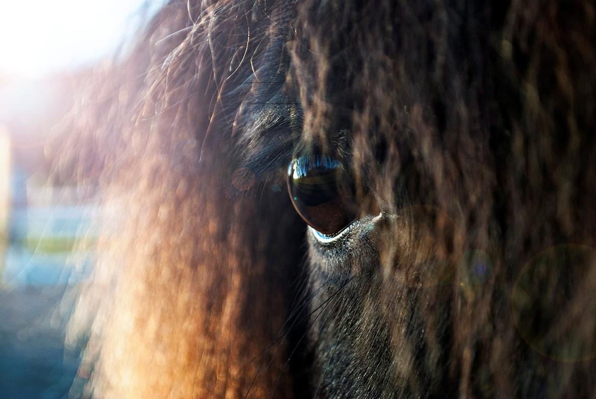 Islænder Ganti - De smukkeste store bambi øjne ! billede 6